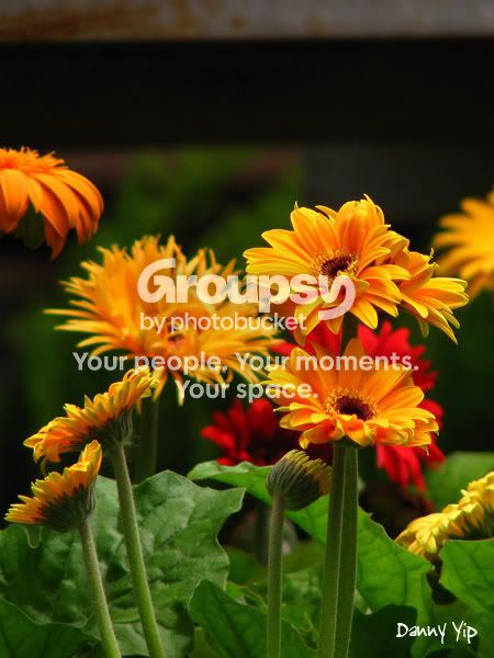 Flowers14.jpg
