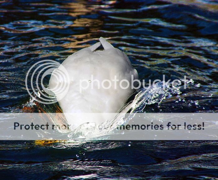 quack1.jpg