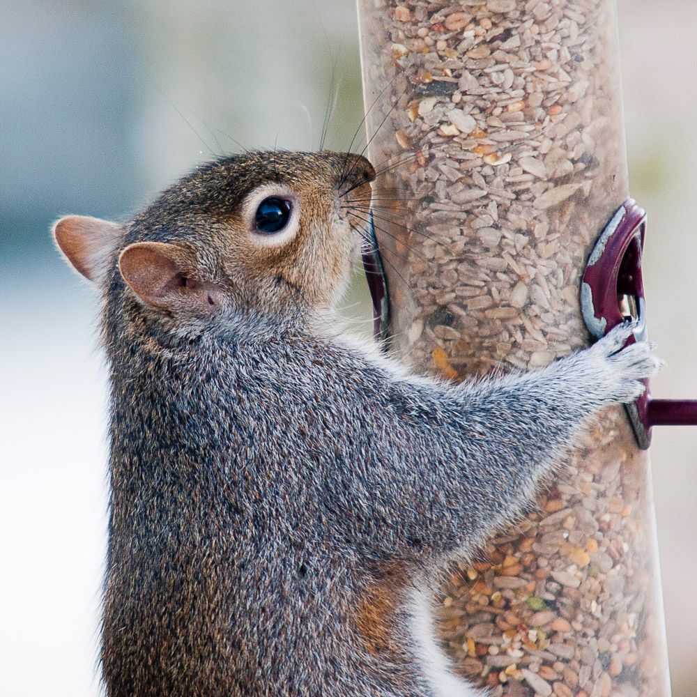 Squirrells-6.jpg