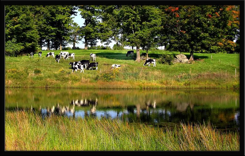 cows.jpg