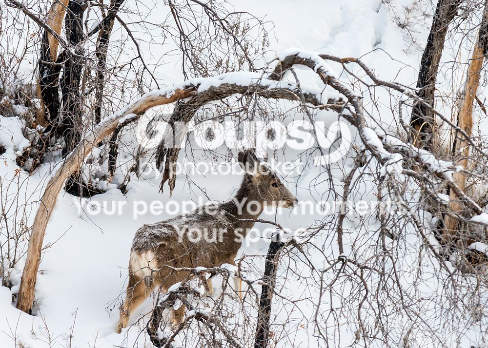 deer4_zps2f28648b.jpg