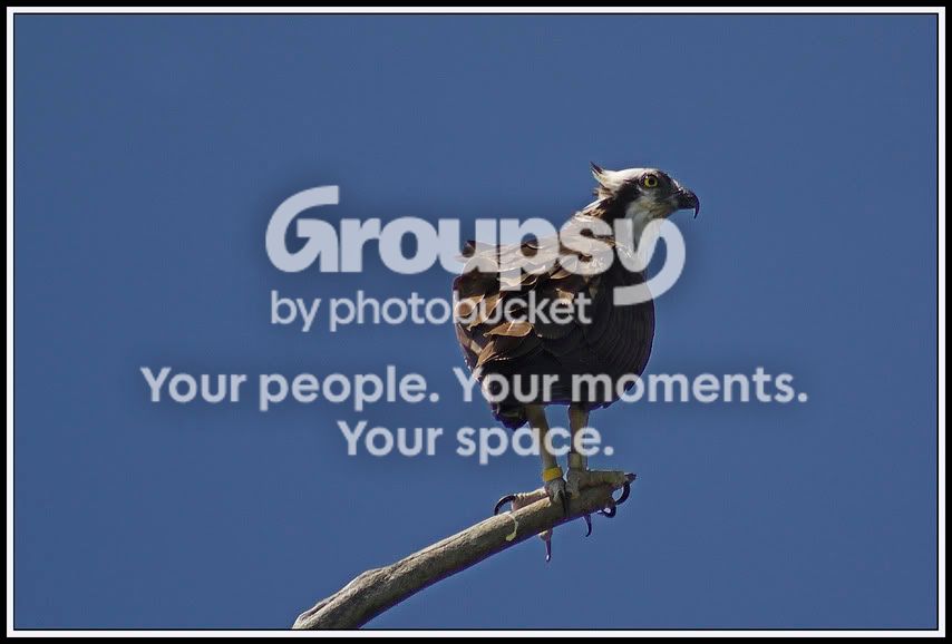osprey2.jpg