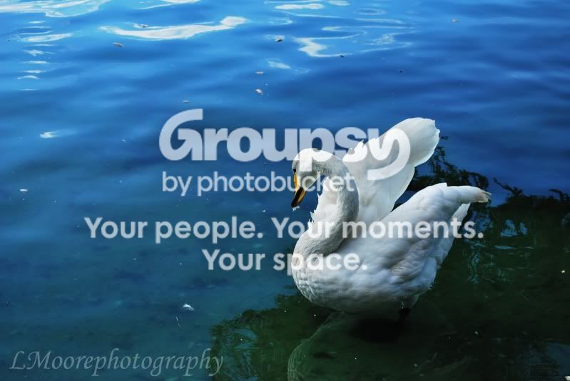 Swan1.jpg