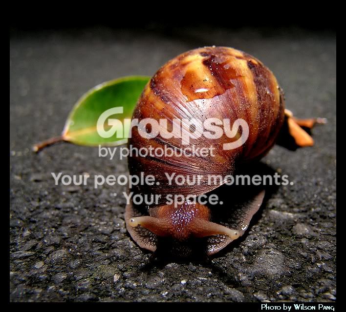 40909Snail5.jpg