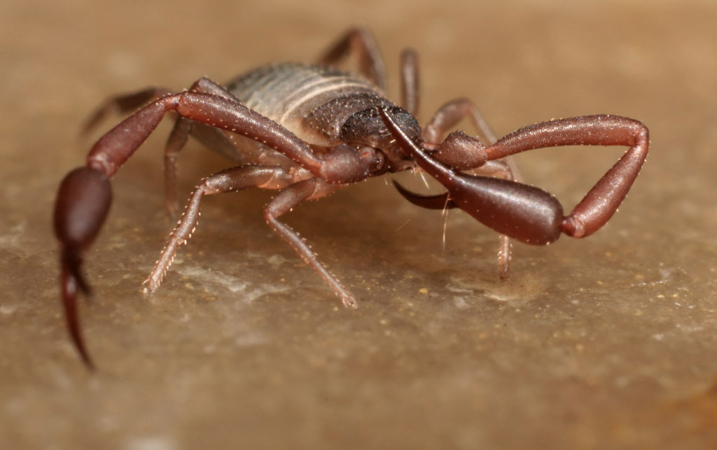 pseudoscorpion_14.jpg