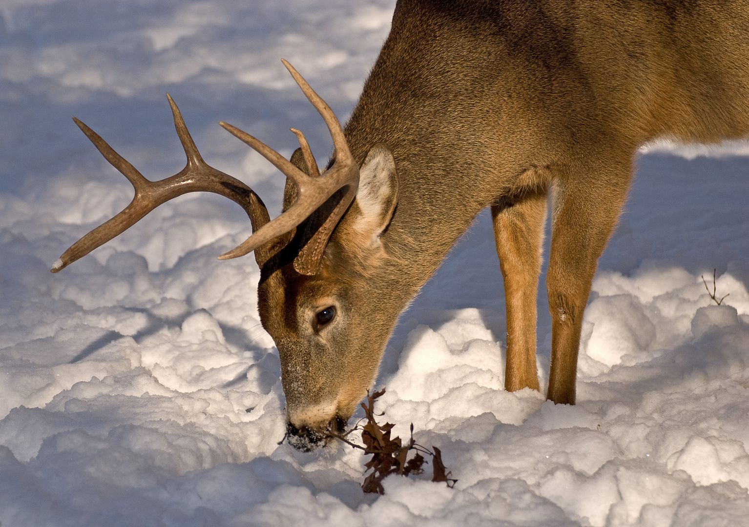 Deer016copy.jpg