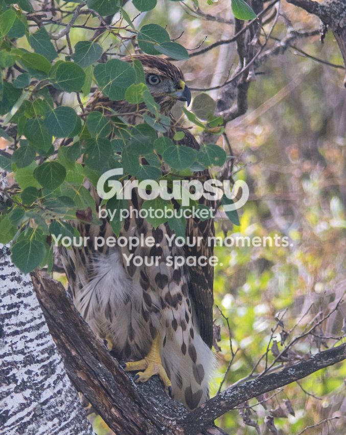 Goshawkbranchese_zps897b1b30.jpg