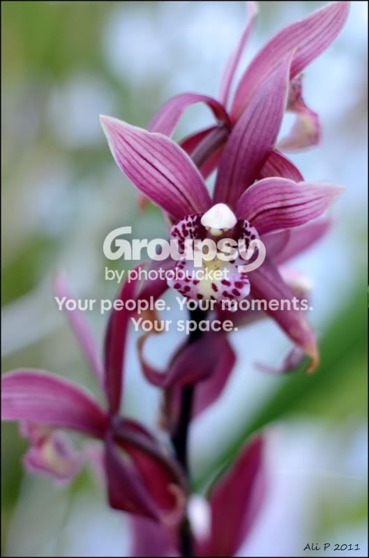 orchid.jpg