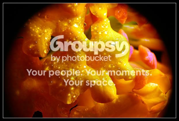 flowermacro1.jpg