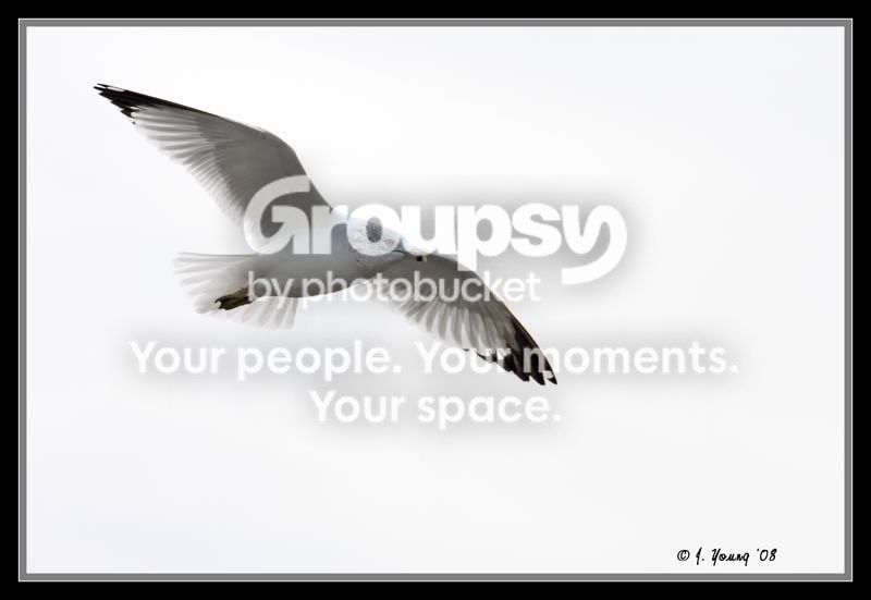 Gull2.jpg