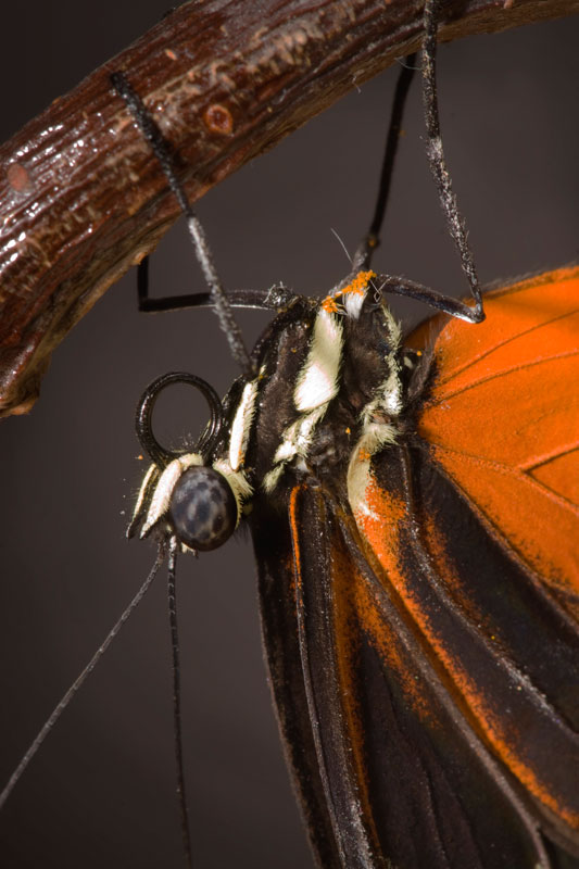 butterfly_monarch_02.jpg