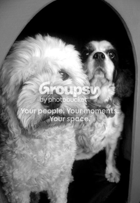 woof_BW.jpg