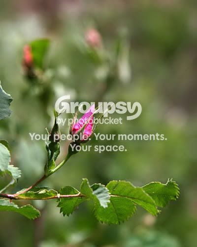 rosebud_4560share_filtered.jpg