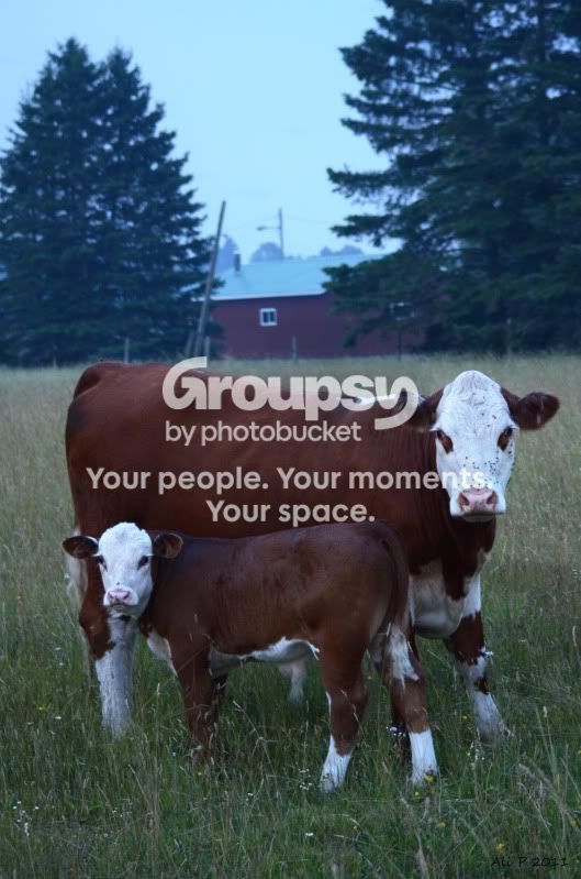 mommaandcalf.jpg