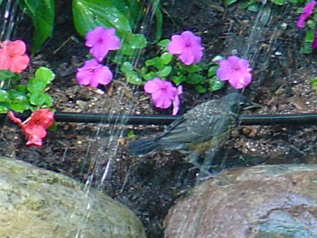 DSC02987.jpg