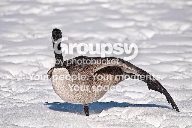 PreeningGoose.jpg