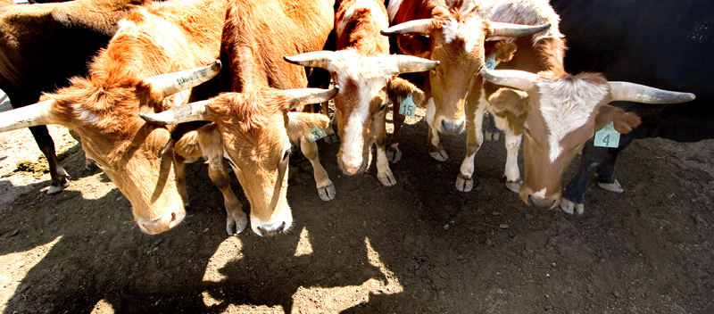 San%20Dimas%20Rodeo%2042-L.jpg