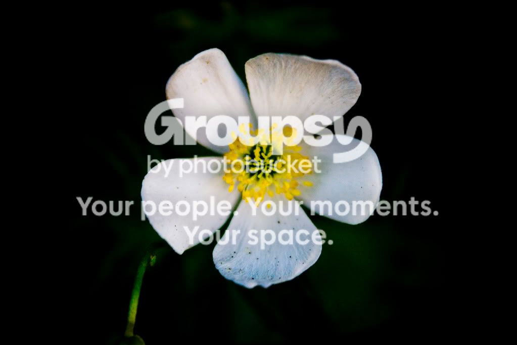 prettyflower.jpg