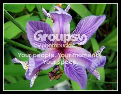 orchid_correct_size.jpg