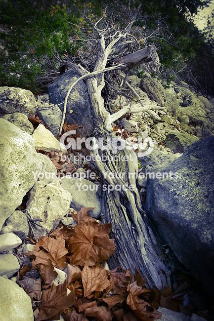 gnarlycedar-crossed-sm.jpg