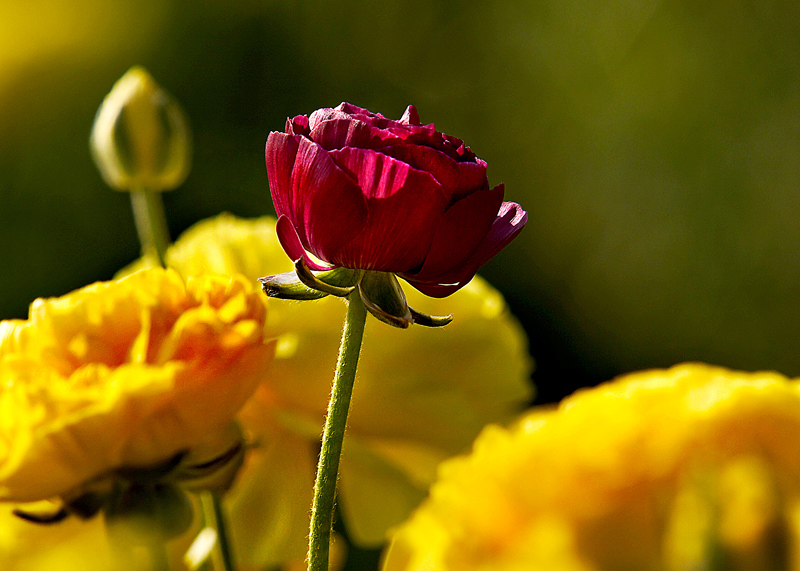 IMG_7421-X3.jpg