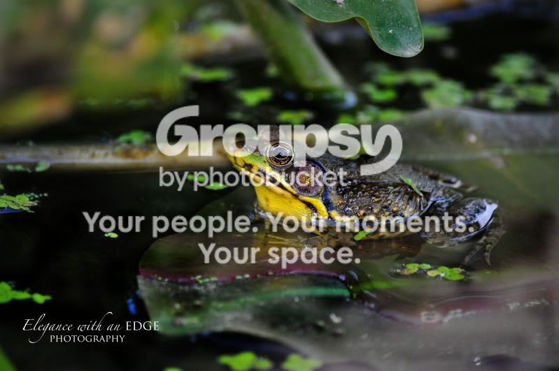 Frog.jpg