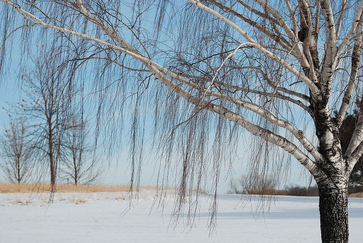 Tree.jpg