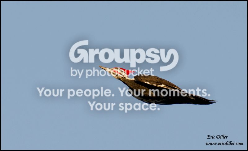 ECD_5301copy.jpg
