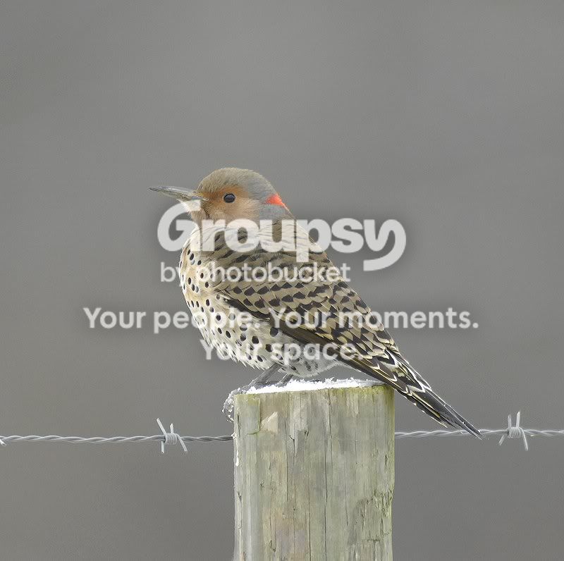northernflicker.jpg