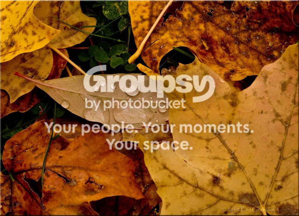 FallLeaves_5332_v4.jpg