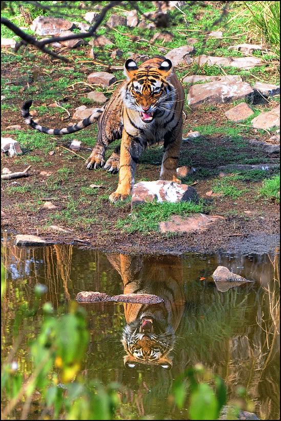 Twins.jpg