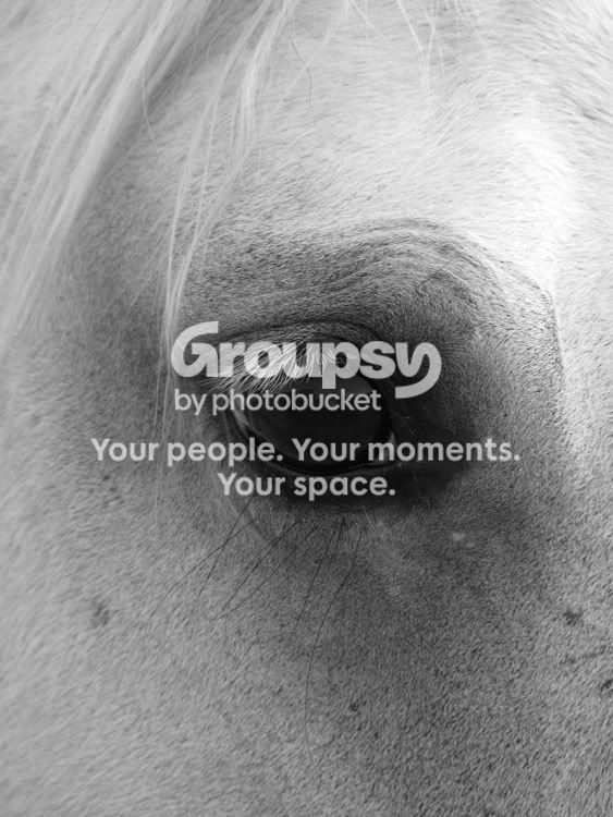 Horses-71508-017L.jpg