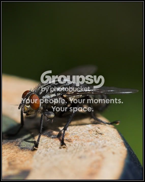 fly2.jpg