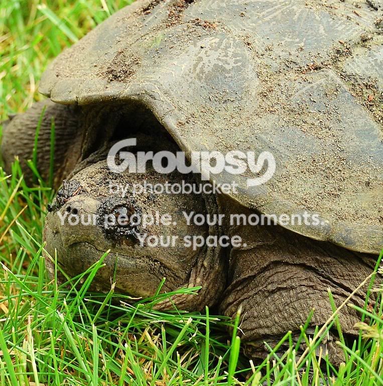 turtle1.jpg