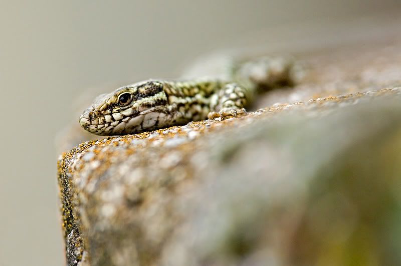 lizard.jpg