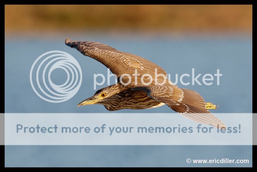 PIC_9051copy.jpg