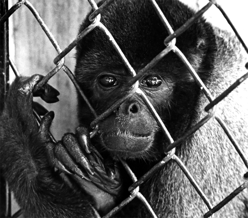 Monkey-L.jpg