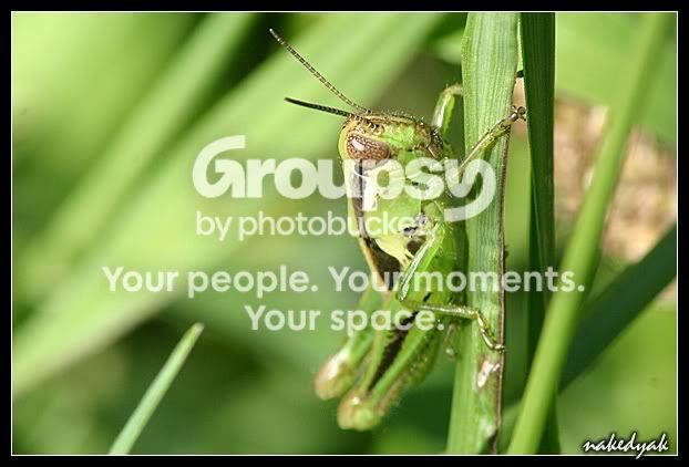 grasshopper.jpg