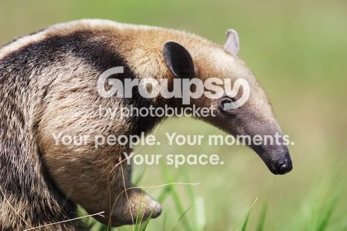 Tamandua.jpg