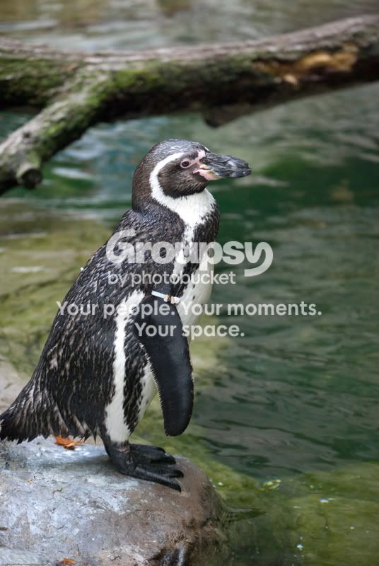 zoofaves-3.jpg