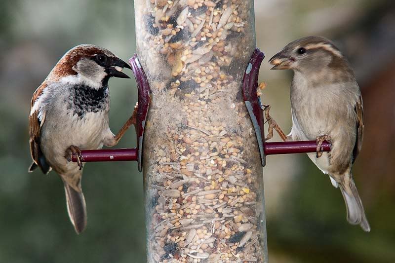 sparrows-1.jpg