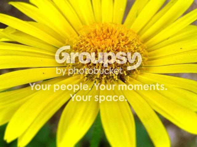 flower3.jpg