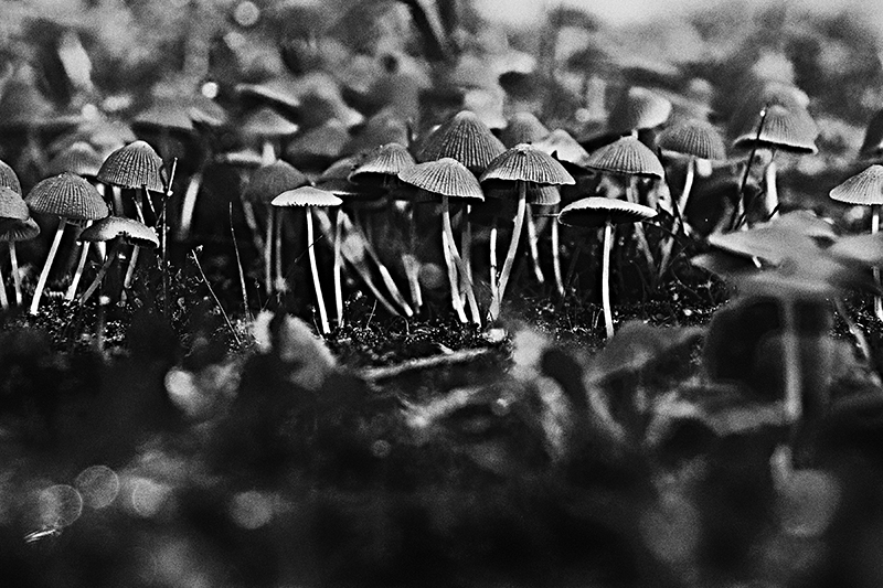 4623200178_1f5623f0de_o.jpg