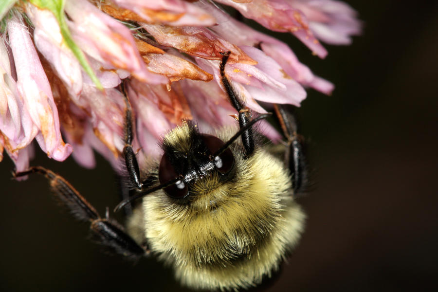 bee_on_Flower3_by_mack1time.jpg