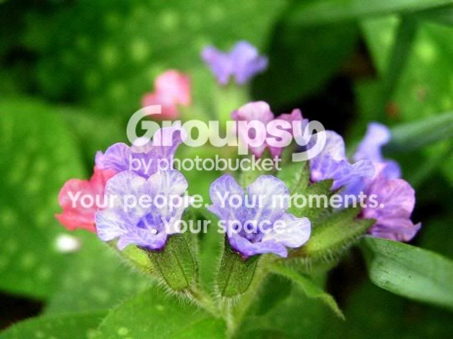 flowers.jpg