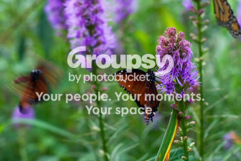 butterfly2.jpg