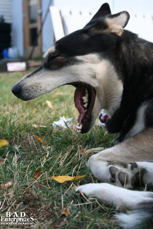 Yawn1.jpg