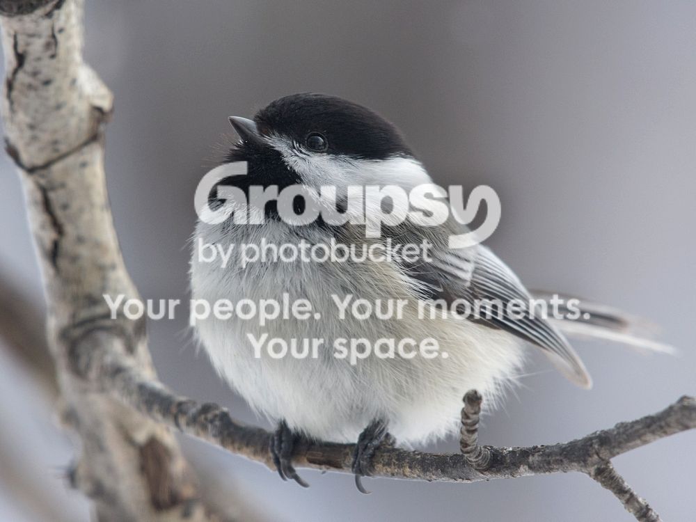Chickadee%2016%20Mar%202016_zpsbborpuyj.jpg