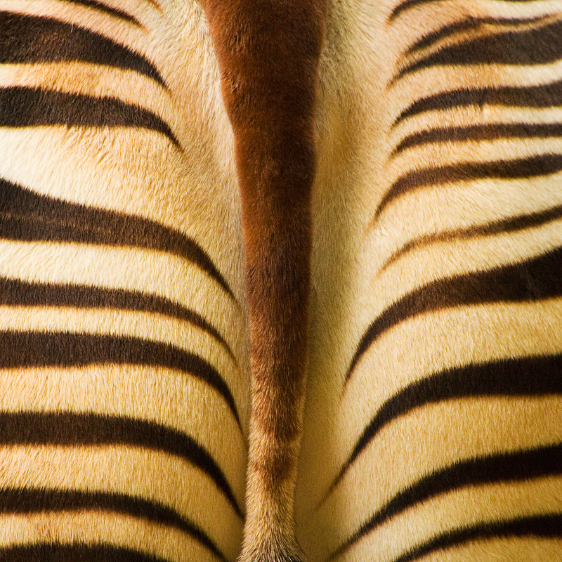 7417351162_c9eb6fa663_c.jpg