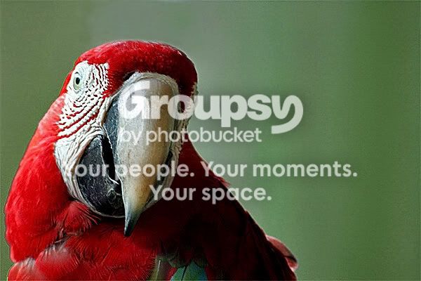 Parrot1copyedit0125websize.jpg